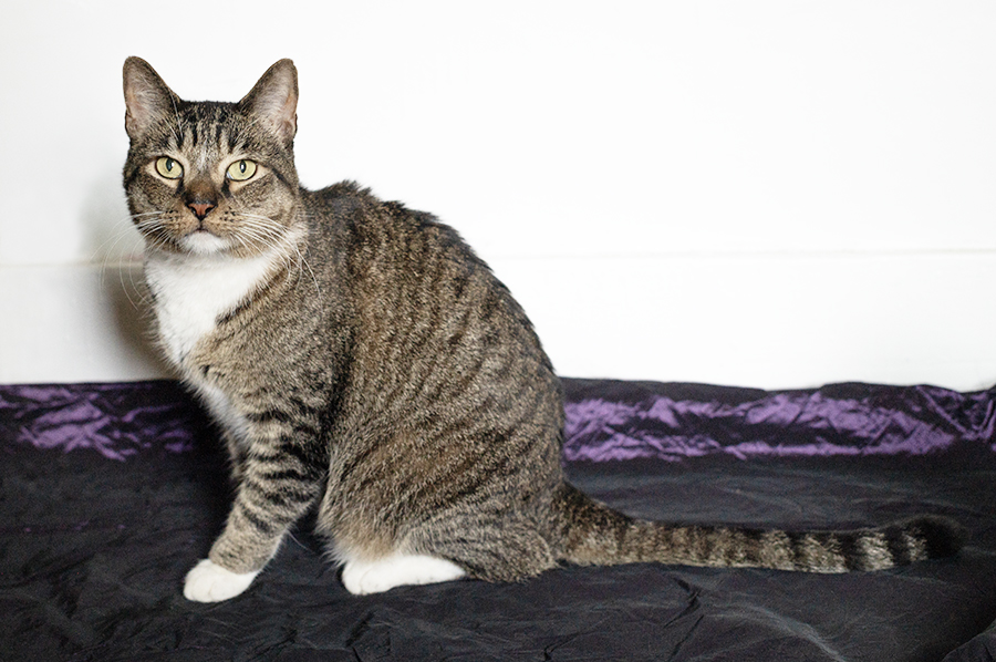 Nelson Top Cat Sancturary cat photo